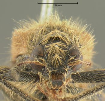 Media type: image;   Entomology 33465 Aspect: head frontal view